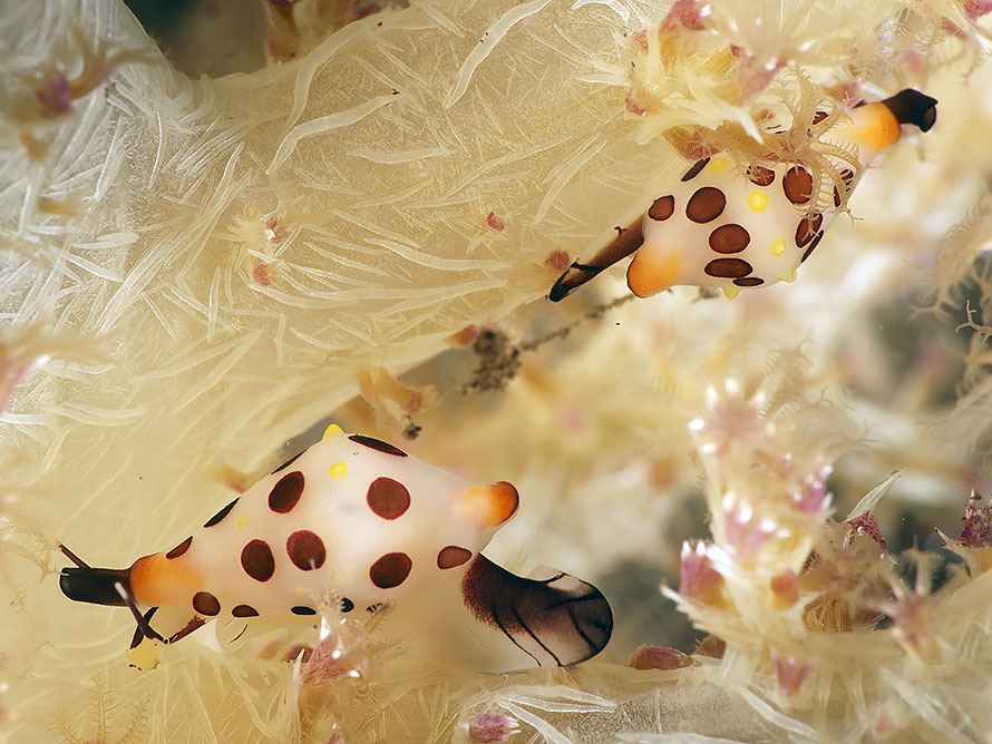 Primovula rosewateri